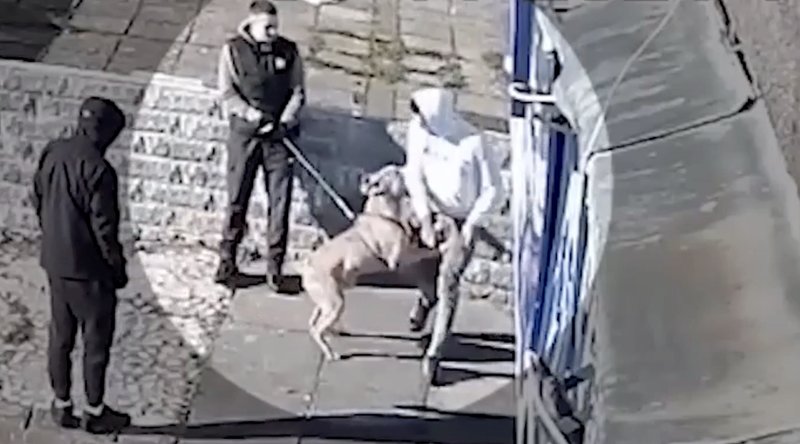 Jack, 10, dödades av hund – här går Jack, 10, dödades av hund – här går